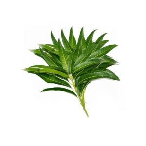 Mango Leaves