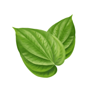 Betel leafs